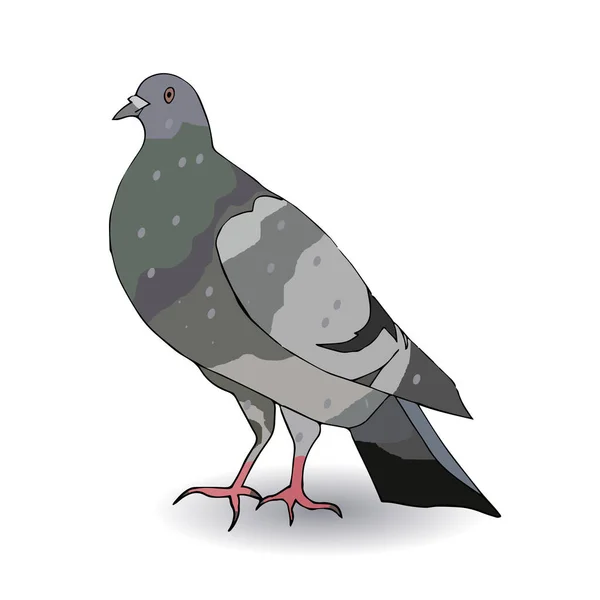 Colored gray dove stands on its feet on a white background — Stock Vector