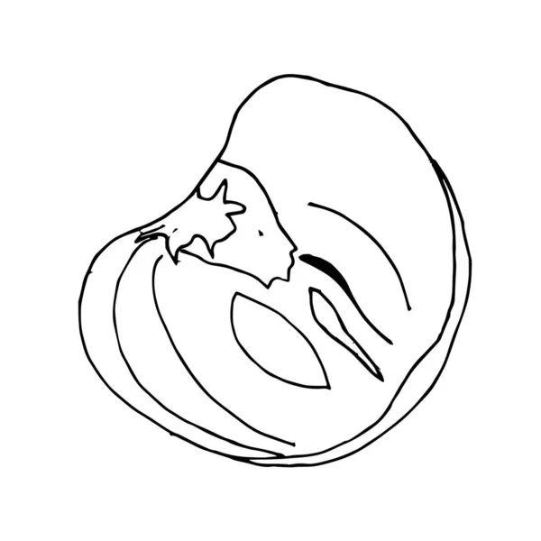 Sağlıklı meyve çizimi, beyaz arka planda hurma.