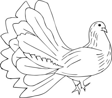 Güvercin kuşu. Renkli güvercin. Beyaz arkaplanda izole edilmiş çizim