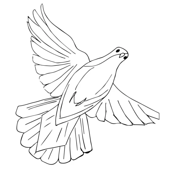 Galamb madár. Egy fehér alapon izolált repülő galamb vázlata — Stock Vector