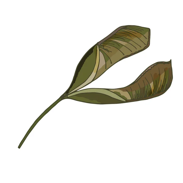 Beyaz arka planda Acer pseudoplatanus. Botanik çizim - akçaağaç tohumu