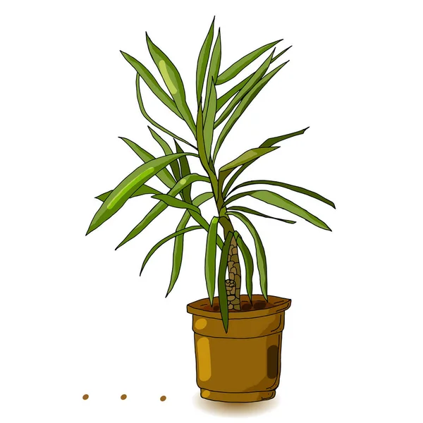 Zimmerpflanze Yuki isoliert auf weißem Hintergrund. Dracaena Pflanze in einem Blumentopf — Stockvektor