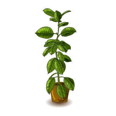 Tencerede yeşil yapraklı düz incir ağacı. Ficus ağacı. Ev bitkisi.