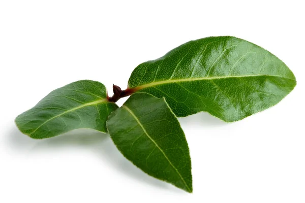 Three bay leaves isolated on white. — Stock Photo, Image