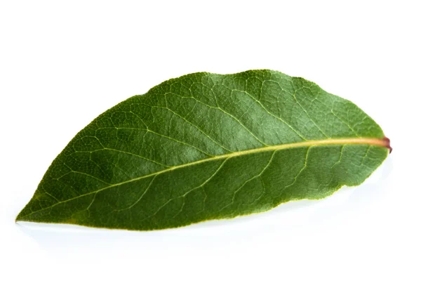 Single bay leaf isolated on white. — Stock Photo, Image