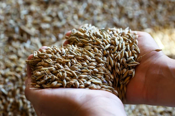 Child\'s hands holding mixed seeds of barley and oats. Freshly ha