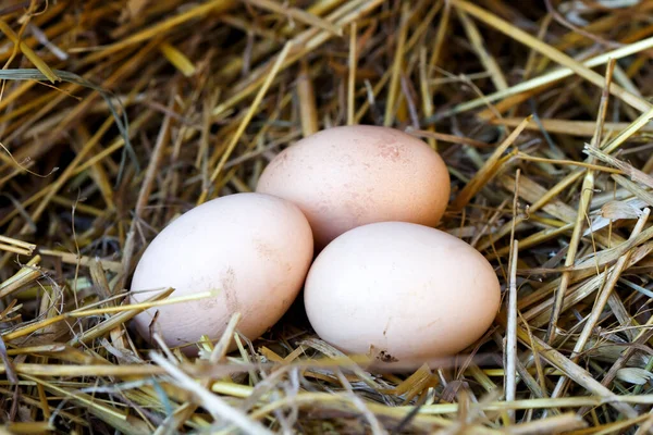 Trzy świeżo złożone jaja leżące na słomie. — Zdjęcie stockowe