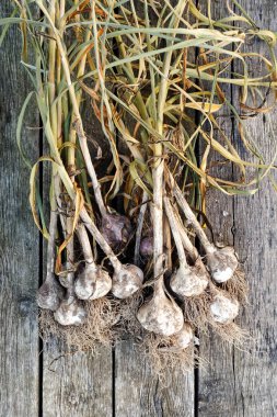 Yukarıdan sarımsağı kurutan tahta bir tahta parçası. Boşluk 