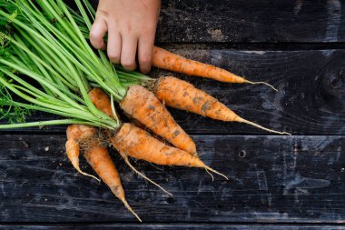 Yukardan toplanmış taze havuç ve siyah odun parçaları.