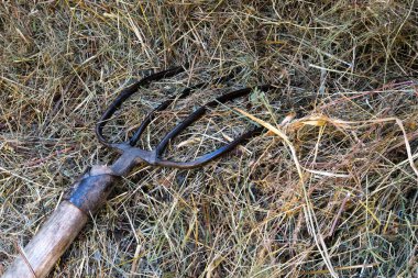 Kırsal ahşap bir saman yığınında dinlenen bir yabanın ayrıntıları 