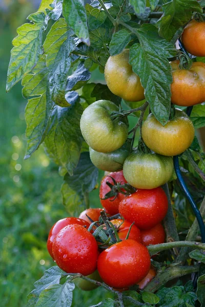 Wet green and red tomatoes growing in a garden. — Stock Photo, Image