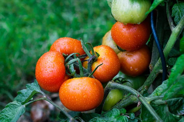 Tomates verdes y rojos húmedos que crecen en un jardín . — Foto de Stock