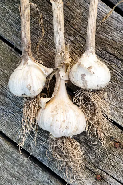 Three bulbs of garlic with roots on rustic wooden board from abo — Stock Photo, Image