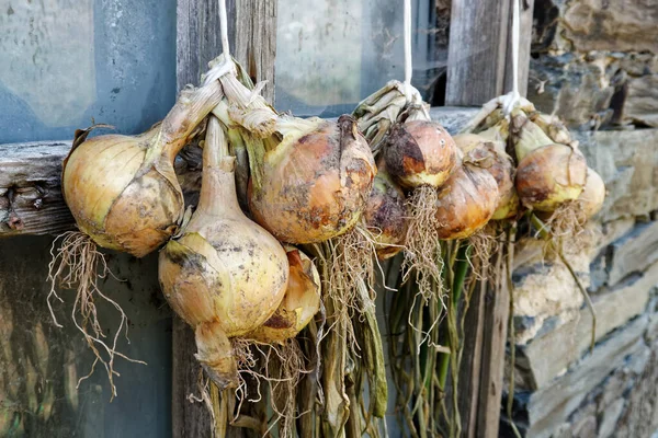 Bunches of yellow onions hanging and drying outside a rustic win — Stock Photo, Image