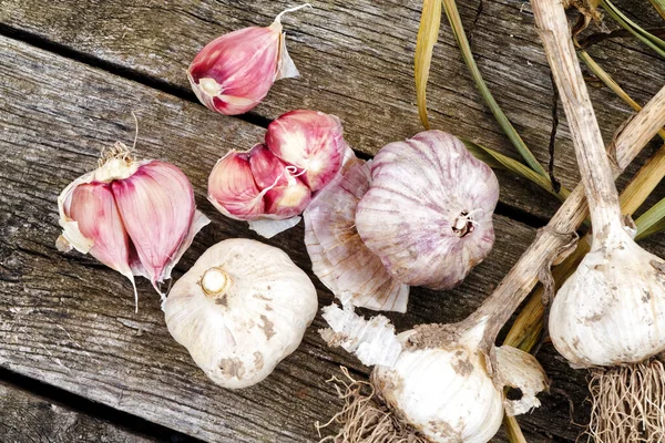 Whole garlic with broken bulb and pink cloves and foliage on rus — Stock Photo, Image