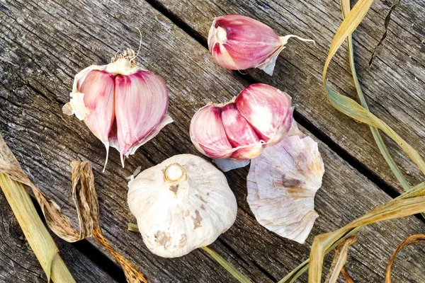 Whole garlic with broken bulb and pink cloves and foliage on rus — Stock Photo, Image