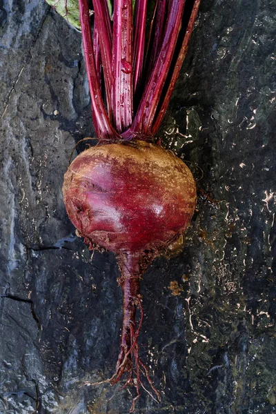 Свежевыдернутый корень красной свеклы, лежащий на мокрой доске сверху . — стоковое фото