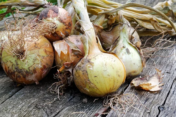 Close up of freshly harvested bunch of yellow onions on rustic d — Stock Photo, Image