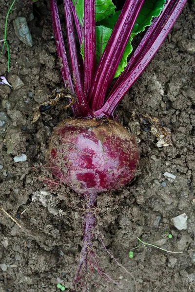 Freshly pulled up red beetroot lying on wet soil from above. — Stock Photo, Image
