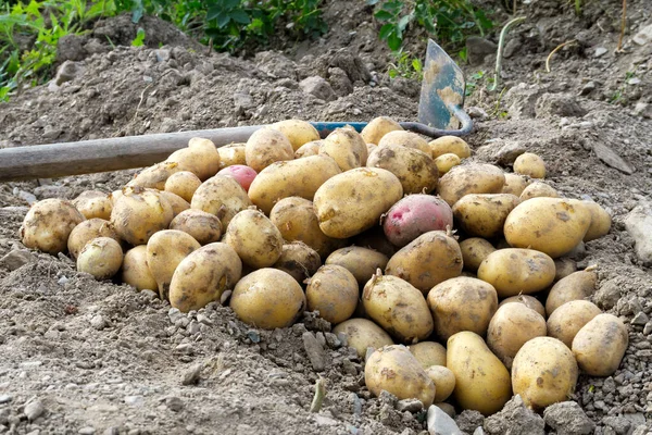 Vers opgegraven hoop rode en gele aardappelen liggend op de bodem nex — Stockfoto