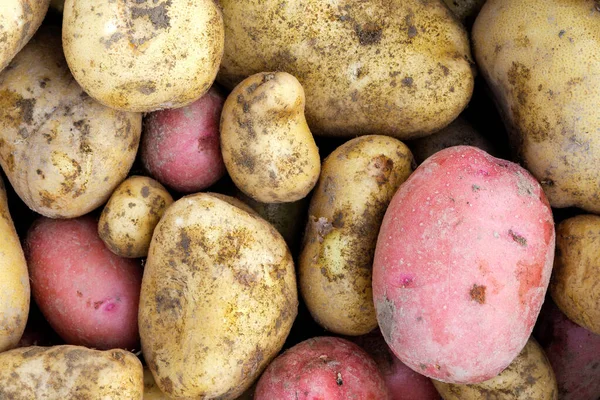 Antecedentes de batatas amarelas e vermelhas recém-desenterradas . — Fotografia de Stock