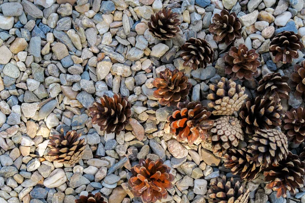 Pine cones on pebbles from above. — Stock Photo, Image
