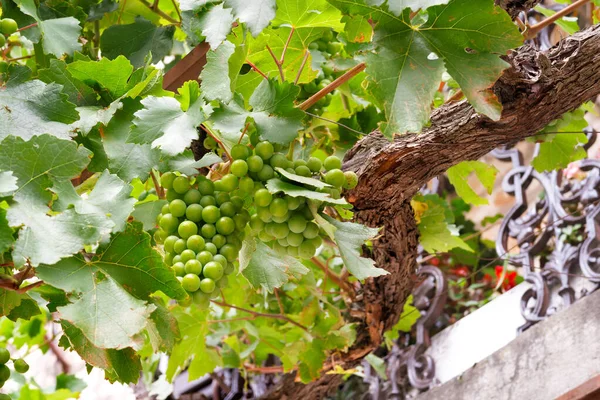 Green grapes growing on a balcony. Mediterranean atmosphere. — Stock Photo, Image