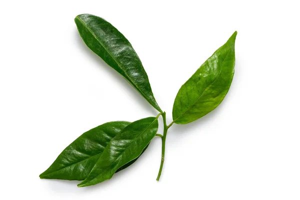 A mandarin stem with four leaves isolated on white from above. — Stock Photo, Image