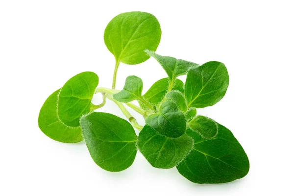 Nyplockade oregano blad isolerade på vit. — Stockfoto