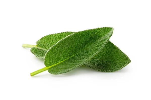 Two whole fresh sage leaves isolated on white. — Stock Photo, Image