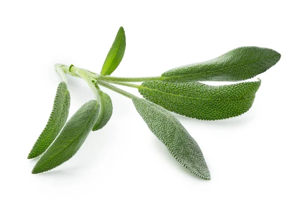 Fresh sage sprig isolated on white. — Stock Photo, Image