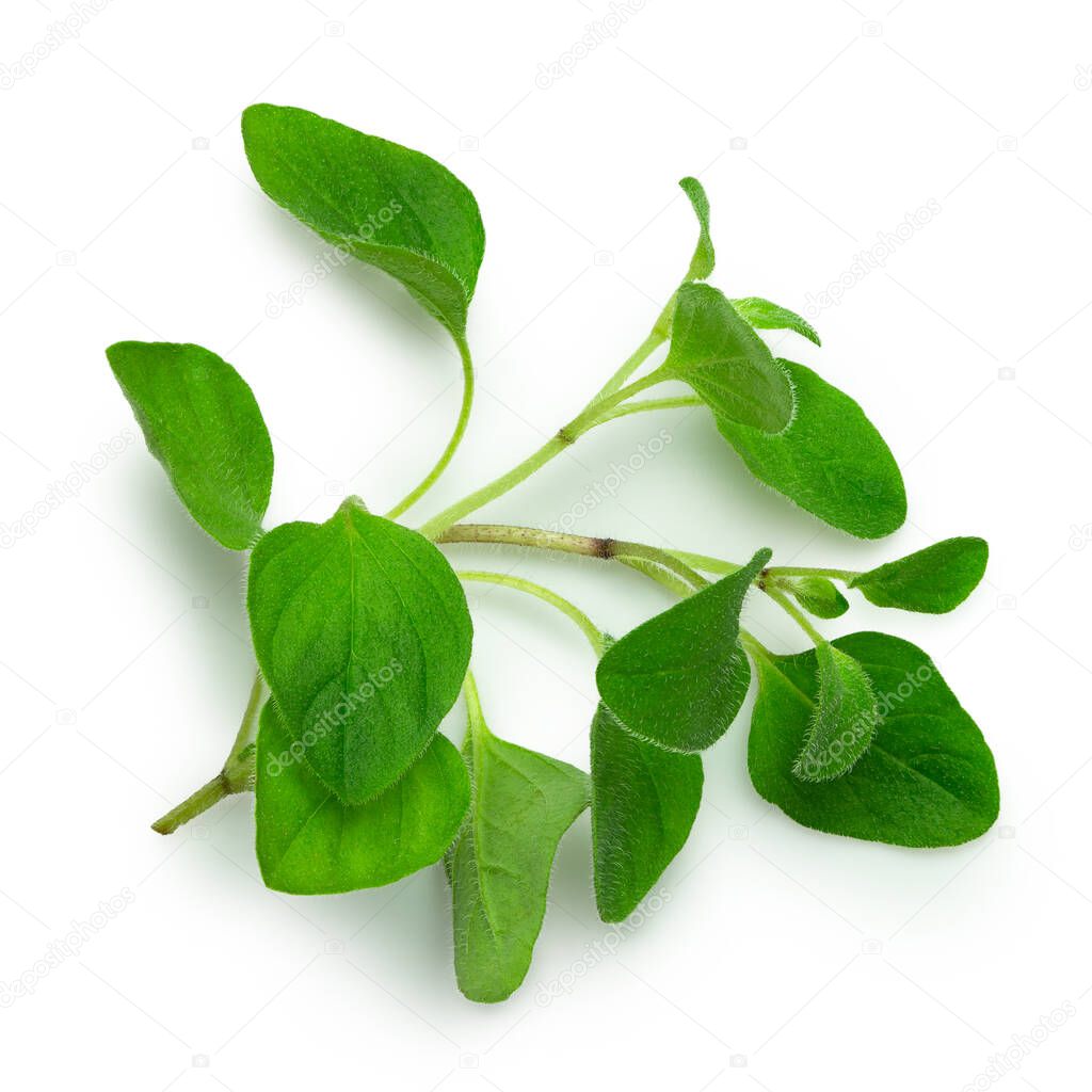 Freshly picked oregano leaves isolated on white from above.