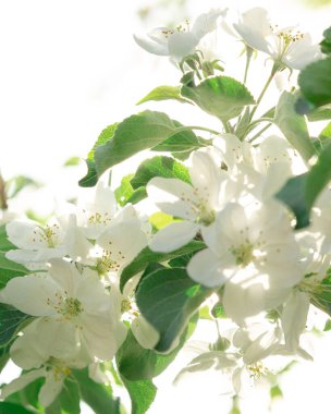 Beyaz elma baharda bir ağaçta çiçek açar.