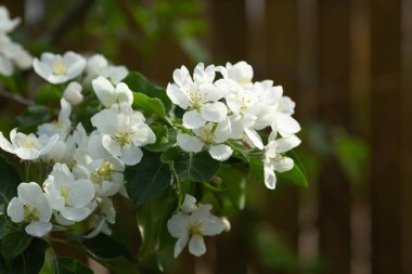 Beyaz elma baharda bir ağaçta çiçek açar.