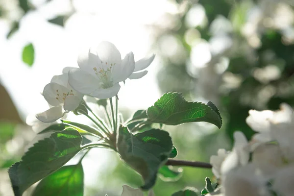 Bílé Jablko Kvete Jaře Stromě — Stock fotografie