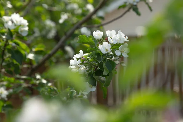 White apple blossoms on a tree in spring