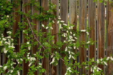 Çitin önünde çiçek açan boğaz dalı.