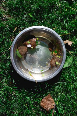 Yazın yeşil çimlerde yaprakları olan su kabı.