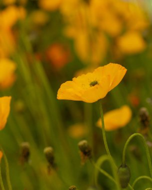 Sarı gelincik çiçekleri tarlası