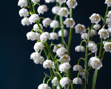 Vadi Zambağı küçük bir vazoda - natürmort