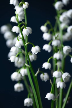 Vadi Zambağı küçük bir vazoda - natürmort