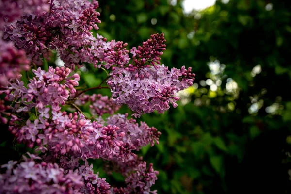 Purple Lilacs Trees Background — Stock Photo, Image