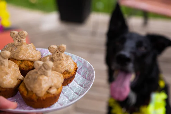Köpek partisi için kekler, fıstık ezmesi kremalı 'köpek kekleri' ve şeker.