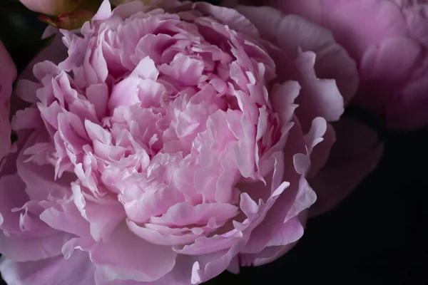 濃い背景の花瓶にピンクの牡丹 — ストック写真