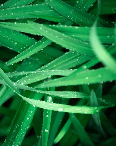 Regentropfen Auf Langem Gras — Stockfoto