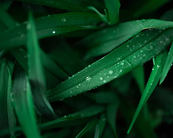 Regentropfen Auf Langem Gras — Stockfoto