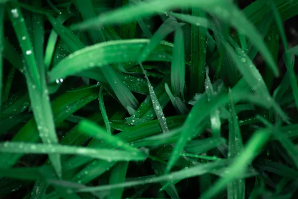 Raindrops Long Grass — Stock Photo, Image