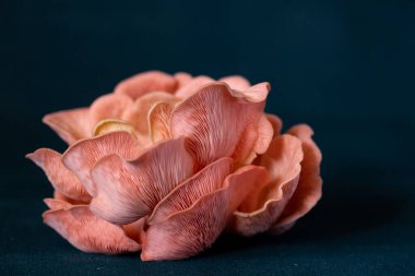 Koyu arkaplanda pembe istiridye mantarı kümesi