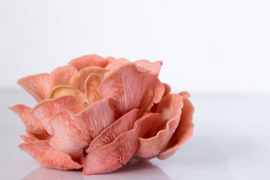 Beyaz üzerine pembe istiridye mantarı kümesi.