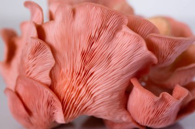 Pembe istiridye mantar kümesi yakın çekim